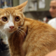 A cat that was rescued on the outskirts of New Orleans during the aftermath of Hurricane Isaac in 2012, though it is presumably not the one which blew out the substation.